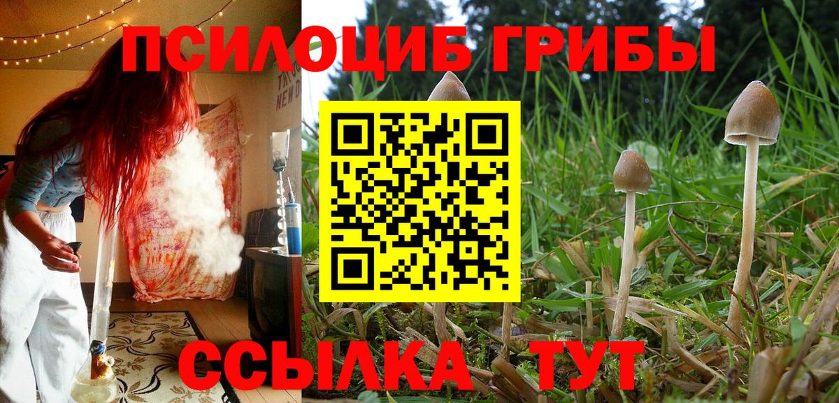 Псилоцибиновые грибы GOLDEN TEACHER Осинники